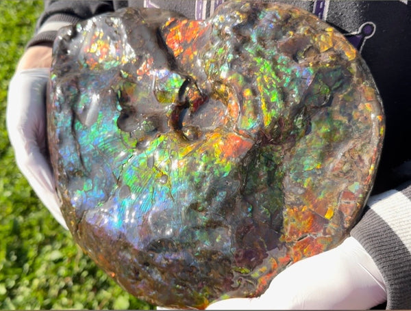 Make an offer! 12.87" Ammolite Placenticeras Intercalare ***Free Shipping***  AF-141 Ammolite  Ammonite Fossil