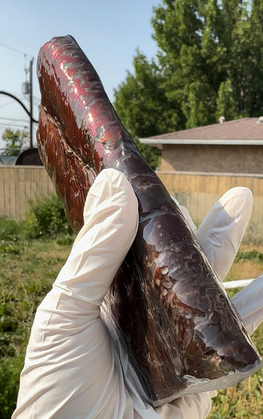 Canadian Ammolite Bacculite Fossil Piece Baculites AF-112 Baculite