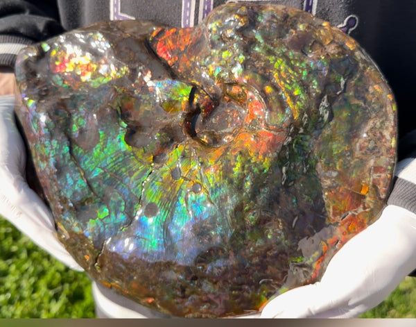 Make an offer! 12.87" Ammolite Placenticeras Intercalare ***Free Shipping***  AF-141 Ammolite  Ammonite Fossil
