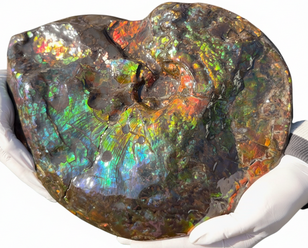 Make an offer! 12.87" Ammolite Placenticeras Intercalare ***Free Shipping***  AF-141 Ammolite  Ammonite Fossil