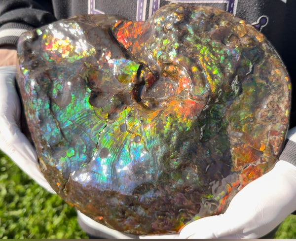 Make an offer! 12.87" Ammolite Placenticeras Intercalare ***Free Shipping***  AF-141 Ammolite  Ammonite Fossil