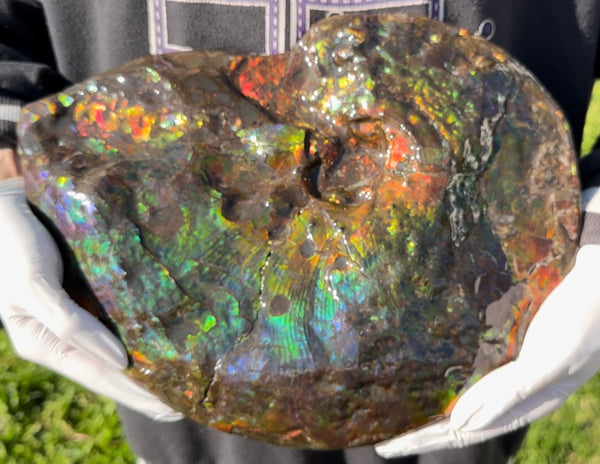 Make an offer! 12.87" Ammolite Placenticeras Intercalare ***Free Shipping***  AF-141 Ammolite  Ammonite Fossil