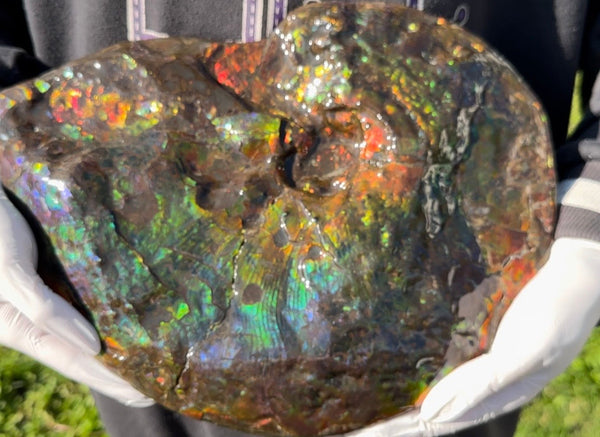 Make an offer! 12.87" Ammolite Placenticeras Intercalare ***Free Shipping***  AF-141 Ammolite  Ammonite Fossil