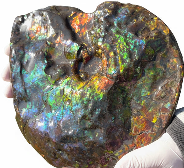 Make an offer! 12.87" Ammolite Placenticeras Intercalare ***Free Shipping***  AF-141 Ammolite  Ammonite Fossil