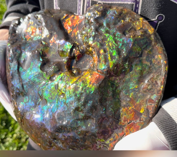 Make an offer! 12.87" Ammolite Placenticeras Intercalare ***Free Shipping***  AF-141 Ammolite  Ammonite Fossil