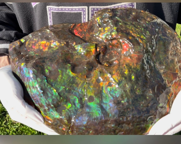 Make an offer! 12.87" Ammolite Placenticeras Intercalare ***Free Shipping***  AF-141 Ammolite  Ammonite Fossil