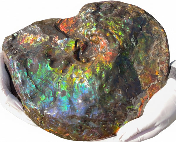 Make an offer! 12.87" Ammolite Placenticeras Intercalare ***Free Shipping***  AF-141 Ammolite  Ammonite Fossil