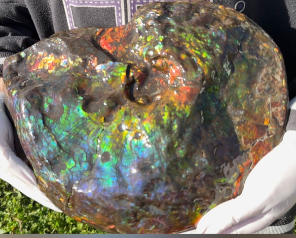 Make an offer! 12.87" Ammolite Placenticeras Intercalare ***Free Shipping***  AF-141 Ammolite  Ammonite Fossil