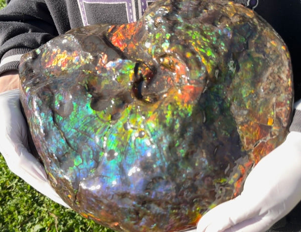 Make an offer! 12.87" Ammolite Placenticeras Intercalare ***Free Shipping***  AF-141 Ammolite  Ammonite Fossil
