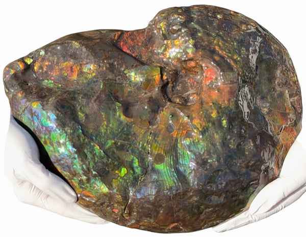 Make an offer! 12.87" Ammolite Placenticeras Intercalare ***Free Shipping***  AF-141 Ammolite  Ammonite Fossil