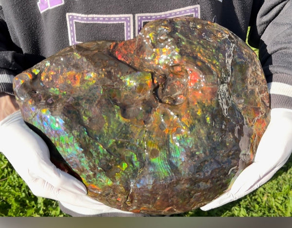 Make an offer! 12.87" Ammolite Placenticeras Intercalare ***Free Shipping***  AF-141 Ammolite  Ammonite Fossil