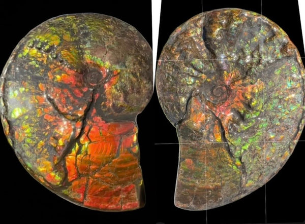 11.57”" Ammolite Placenticeras Intercalare ***Free Shipping***  AF-142  Ammolite  Ammonite Fossil