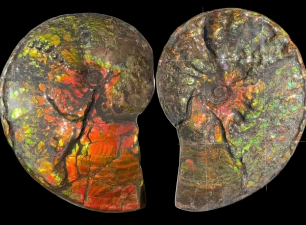 11.57”" Ammolite Placenticeras Intercalare ***Free Shipping***  AF-142  Ammolite  Ammonite Fossil