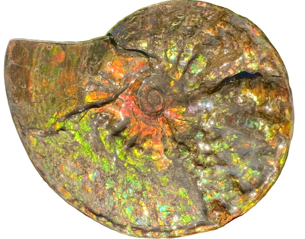 11.57”" Ammolite Placenticeras Intercalare ***Free Shipping***  AF-142  Ammolite  Ammonite Fossil