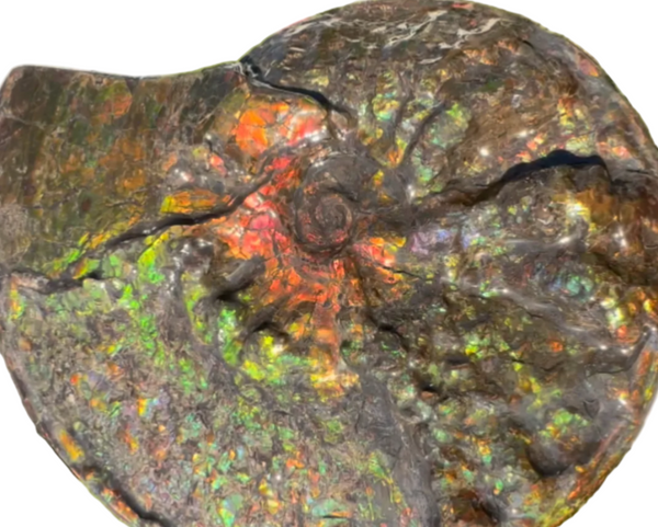 11.57”" Ammolite Placenticeras Intercalare ***Free Shipping***  AF-142  Ammolite  Ammonite Fossil