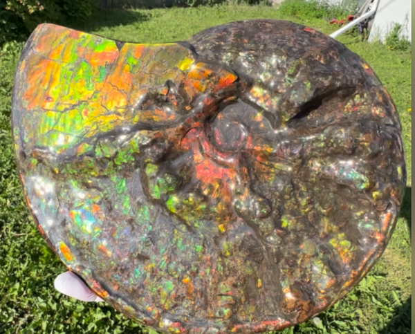 11.57”" Ammolite Placenticeras Intercalare ***Free Shipping***  AF-142  Ammolite  Ammonite Fossil