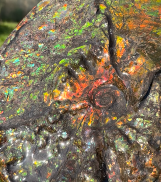 11.57”" Ammolite Placenticeras Intercalare ***Free Shipping***  AF-142  Ammolite  Ammonite Fossil