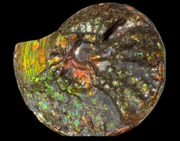 11.57”" Ammolite Placenticeras Intercalare ***Free Shipping***  AF-142  Ammolite  Ammonite Fossil