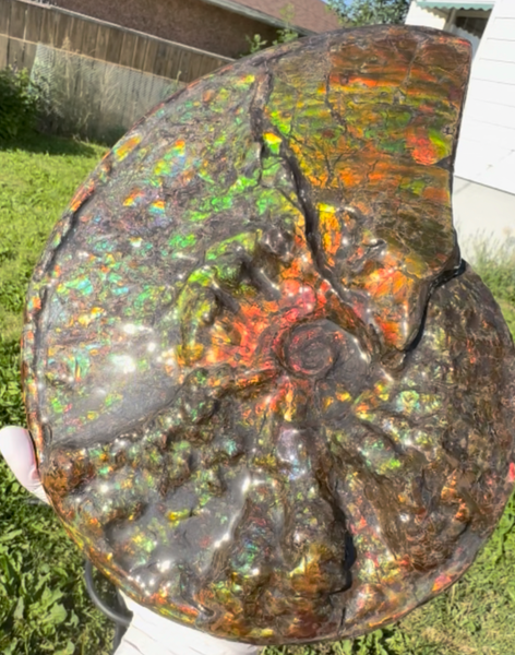 11.57”" Ammolite Placenticeras Intercalare ***Free Shipping***  AF-142  Ammolite  Ammonite Fossil