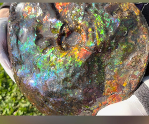 Make an offer! 12.87" Ammolite Placenticeras Intercalare ***Free Shipping***  AF-141 Ammolite  Ammonite Fossil