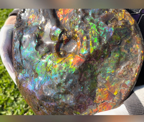 Make an offer! 12.87" Ammolite Placenticeras Intercalare ***Free Shipping***  AF-141 Ammolite  Ammonite Fossil