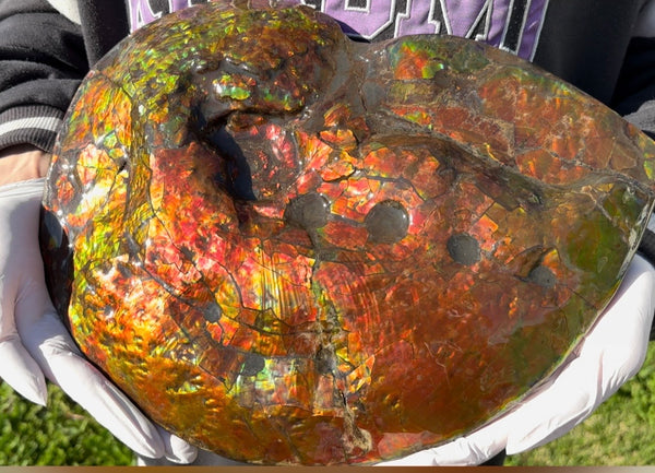 Make an offer! 12.87" Ammolite Placenticeras Intercalare ***Free Shipping***  AF-141 Ammolite  Ammonite Fossil