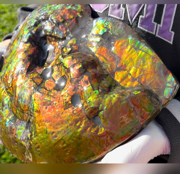 Make an offer! 12.87" Ammolite Placenticeras Intercalare ***Free Shipping***  AF-141 Ammolite  Ammonite Fossil
