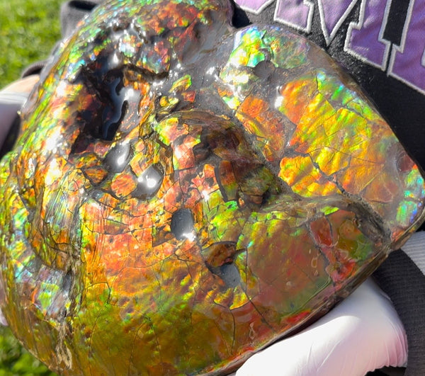 Make an offer! 12.87" Ammolite Placenticeras Intercalare ***Free Shipping***  AF-141 Ammolite  Ammonite Fossil