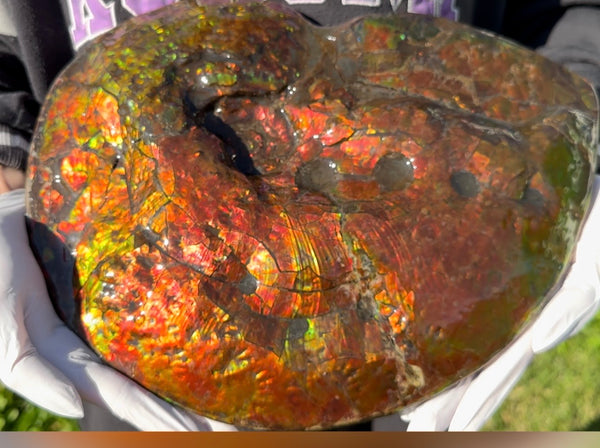 Make an offer! 12.87" Ammolite Placenticeras Intercalare ***Free Shipping***  AF-141 Ammolite  Ammonite Fossil