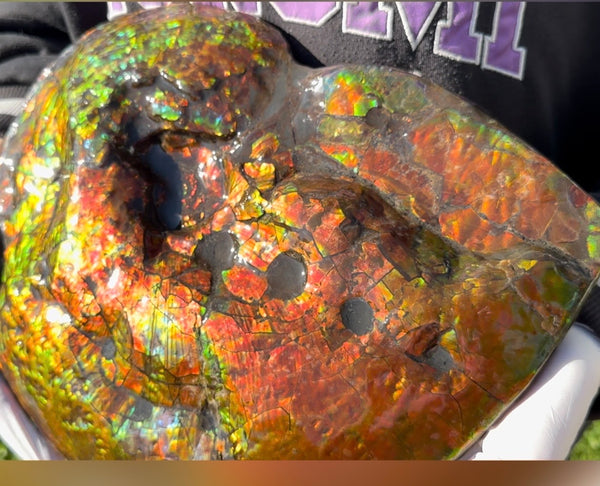 Make an offer! 12.87" Ammolite Placenticeras Intercalare ***Free Shipping***  AF-141 Ammolite  Ammonite Fossil