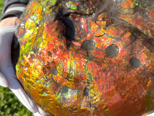 Make an offer! 12.87" Ammolite Placenticeras Intercalare ***Free Shipping***  AF-141 Ammolite  Ammonite Fossil