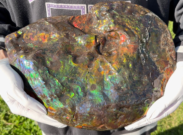 Make an offer! 12.87" Ammolite Placenticeras Intercalare ***Free Shipping***  AF-141 Ammolite  Ammonite Fossil
