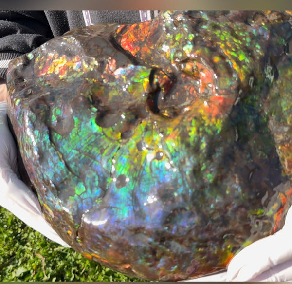 Make an offer! 12.87" Ammolite Placenticeras Intercalare ***Free Shipping***  AF-141 Ammolite  Ammonite Fossil