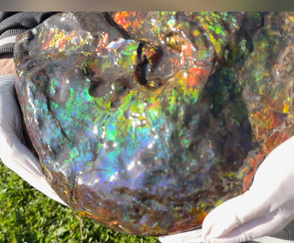 Make an offer! 12.87" Ammolite Placenticeras Intercalare ***Free Shipping***  AF-141 Ammolite  Ammonite Fossil