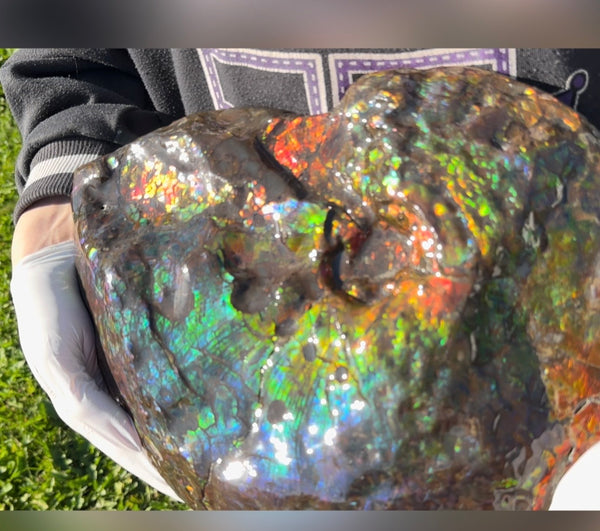 Make an offer! 12.87" Ammolite Placenticeras Intercalare ***Free Shipping***  AF-141 Ammolite  Ammonite Fossil