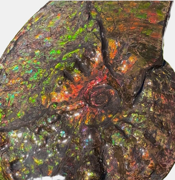 11.57”" Ammolite Placenticeras Intercalare ***Free Shipping***  AF-142  Ammolite  Ammonite Fossil