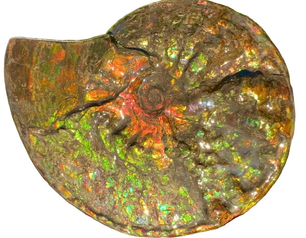 11.57”" Ammolite Placenticeras Intercalare ***Free Shipping***  AF-142  Ammolite  Ammonite Fossil