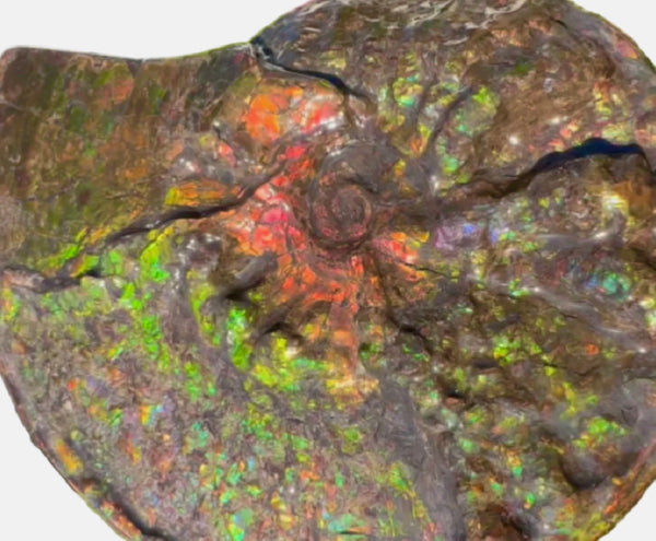 11.57”" Ammolite Placenticeras Intercalare ***Free Shipping***  AF-142  Ammolite  Ammonite Fossil