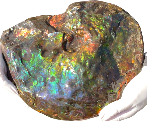 Make an offer! 12.87" Ammolite Placenticeras Intercalare ***Free Shipping***  AF-141 Ammolite  Ammonite Fossil