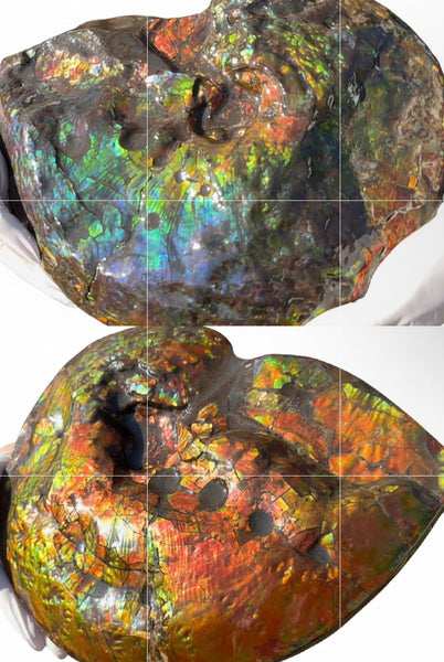 Make an offer! 12.87" Ammolite Placenticeras Intercalare ***Free Shipping***  AF-141 Ammolite  Ammonite Fossil