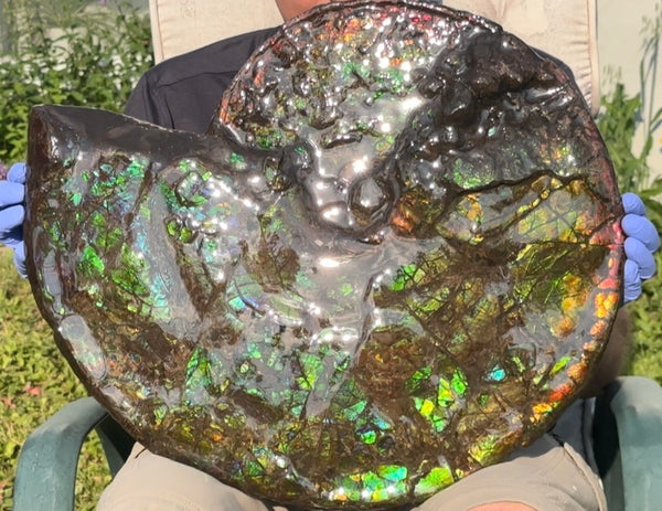HUGE! 22.5" (57cm) Ammolite ,Placenticeras ,Double-Sided Rainbow, Specimen, Fossil,Ammonite, Collector Stone,Home decor,**FREE SHIPPING***　AF-120