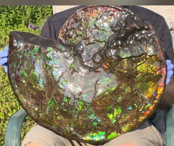 HUGE! 22.5" (57cm) Ammolite ,Placenticeras ,Double-Sided Rainbow, Specimen, Fossil,Ammonite, Collector Stone,Home decor,**FREE SHIPPING***　AF-120