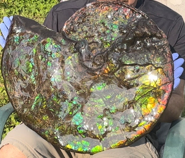 HUGE! 22.5" (57cm) Ammolite ,Placenticeras ,Double-Sided Rainbow, Specimen, Fossil,Ammonite, Collector Stone,Home decor,**FREE SHIPPING***　AF-120