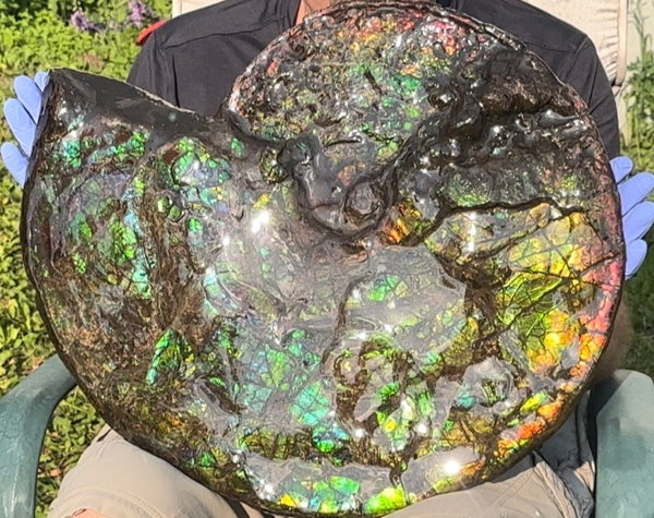 HUGE! 22.5" (57cm) Ammolite ,Placenticeras ,Double-Sided Rainbow, Specimen, Fossil,Ammonite, Collector Stone,Home decor,**FREE SHIPPING***　AF-120
