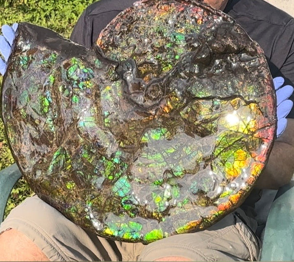HUGE! 22.5" (57cm) Ammolite ,Placenticeras ,Double-Sided Rainbow, Specimen, Fossil,Ammonite, Collector Stone,Home decor,**FREE SHIPPING***　AF-120