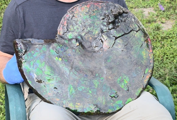 HUGE! 22.5" (57cm) Ammolite ,Placenticeras ,Double-Sided Rainbow, Specimen, Fossil,Ammonite, Collector Stone,Home decor,**FREE SHIPPING***　AF-120