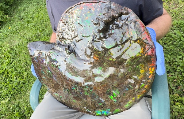 HUGE! 22.5" (57cm) Ammolite ,Placenticeras ,Double-Sided Rainbow, Specimen, Fossil,Ammonite, Collector Stone,Home decor,**FREE SHIPPING***　AF-120