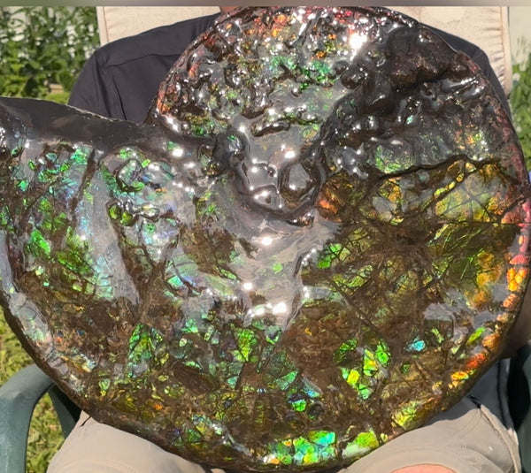HUGE! 22.5" (57cm) Ammolite ,Placenticeras ,Double-Sided Rainbow, Specimen, Fossil,Ammonite, Collector Stone,Home decor,**FREE SHIPPING***　AF-120
