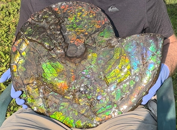 HUGE! 22.5" (57cm) Ammolite ,Placenticeras ,Double-Sided Rainbow, Specimen, Fossil,Ammonite, Collector Stone,Home decor,**FREE SHIPPING***　AF-120