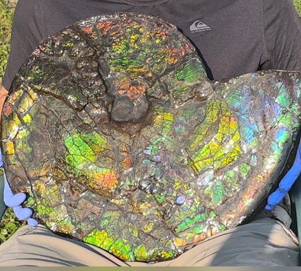 HUGE! 22.5" (57cm) Ammolite ,Placenticeras ,Double-Sided Rainbow, Specimen, Fossil,Ammonite, Collector Stone,Home decor,**FREE SHIPPING***　AF-120